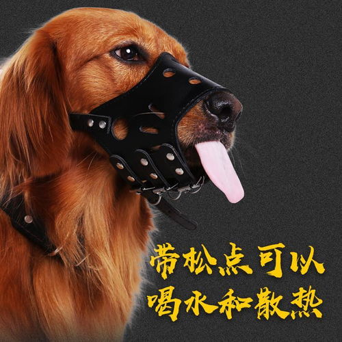 狗狗用嘴套与止吠器全解析｜防乱吃、围叫、真爱护
